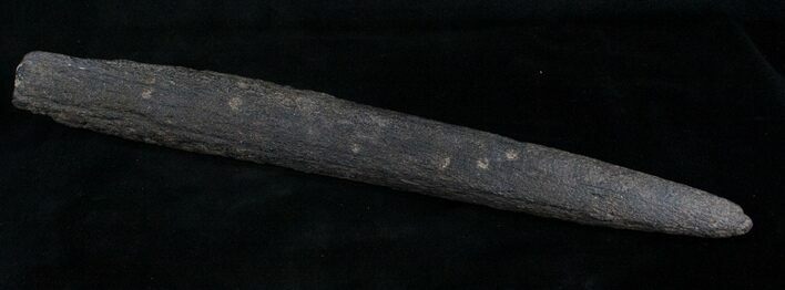 Fossil Marlin (Swordfish) Rostrum - Miocene #8395